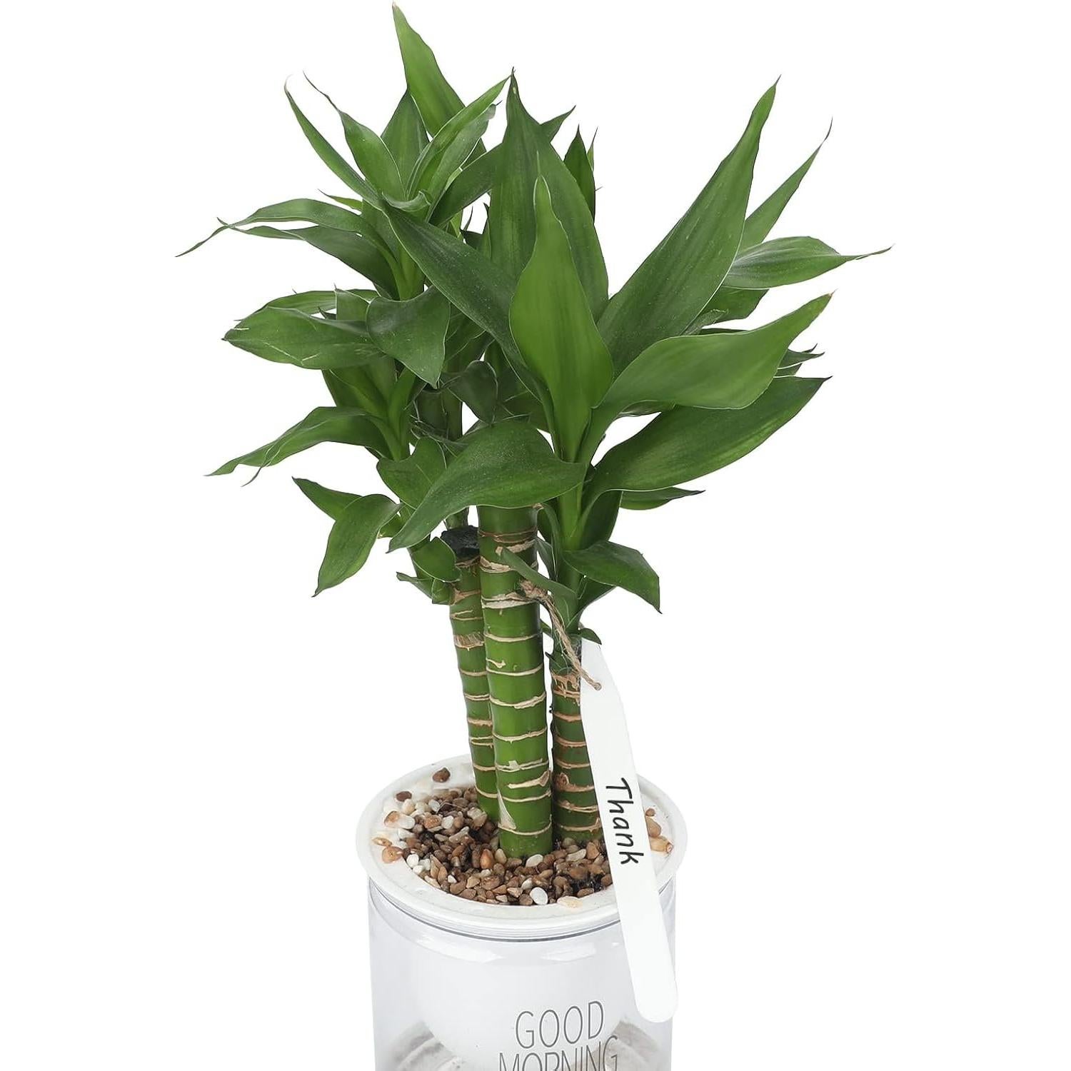 Etiquetas de Plástico para Plantas KINGLAKE 100 Pcs 11.9 cm