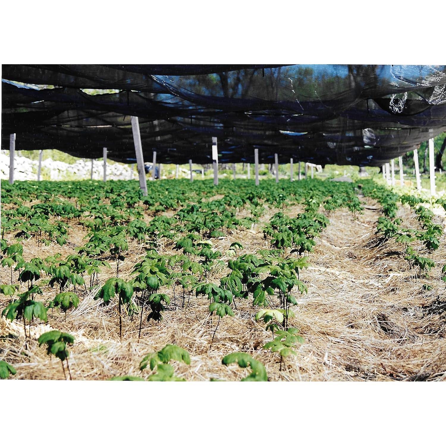 Polvo de raíz de sello de oro Maui Medicinal 14 g - Inmunidad