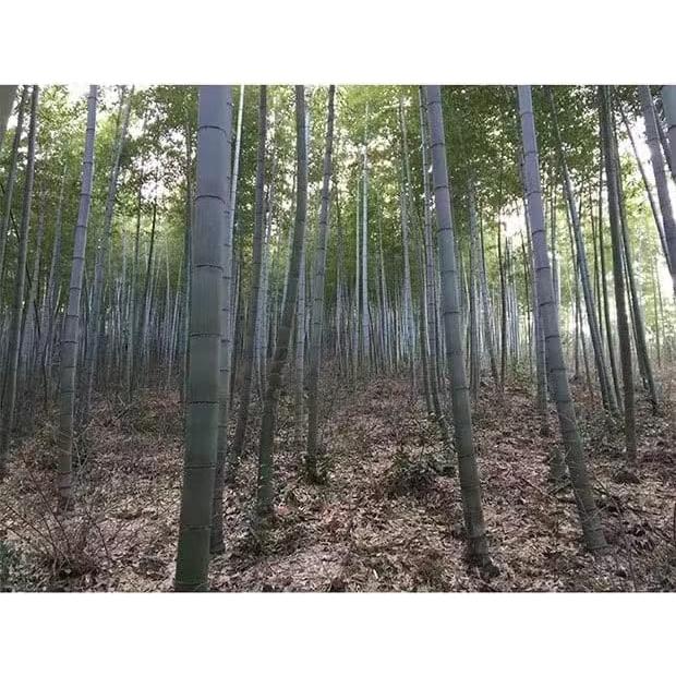 Mantel Individual Rectangular Metany de Bambú 45x30cm Resistente