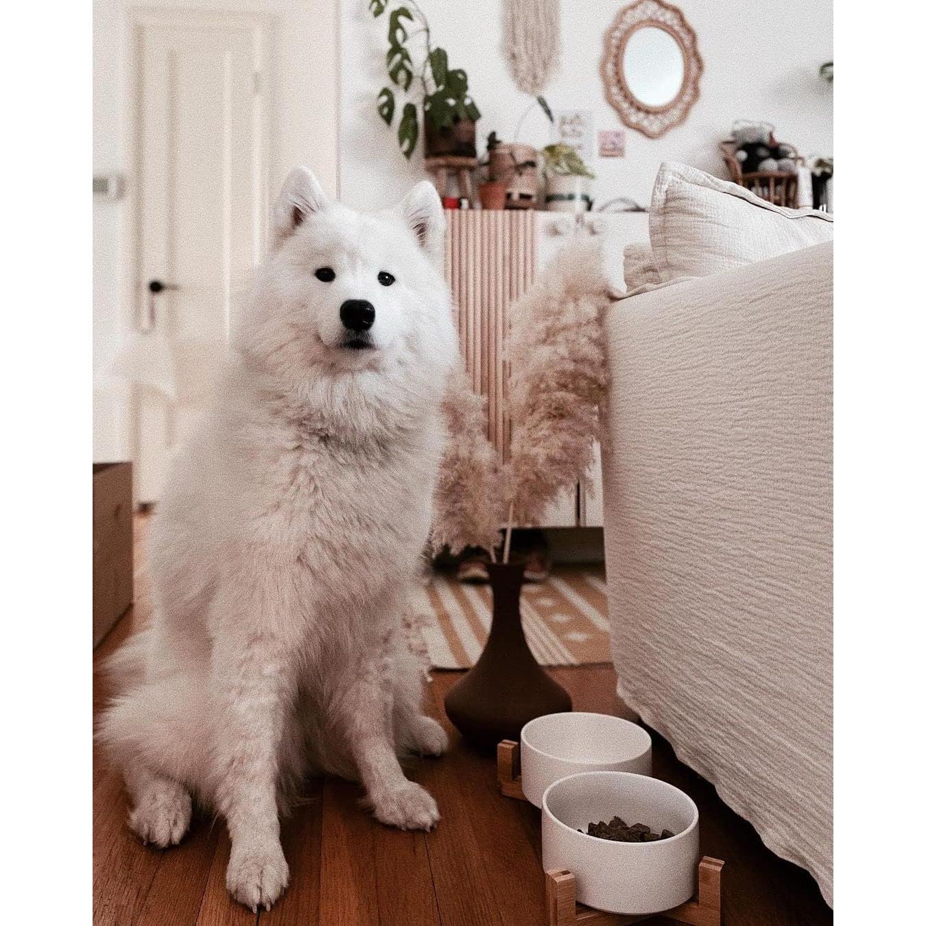 Tazón de Cerámica para Perros y Gatos SpunkyJunky 850 ml Doble