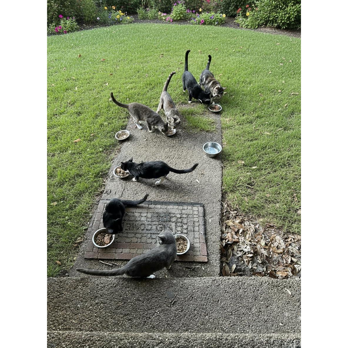 6 Cuencos de Acero Inoxidable Arespark para Gatos 14 cm