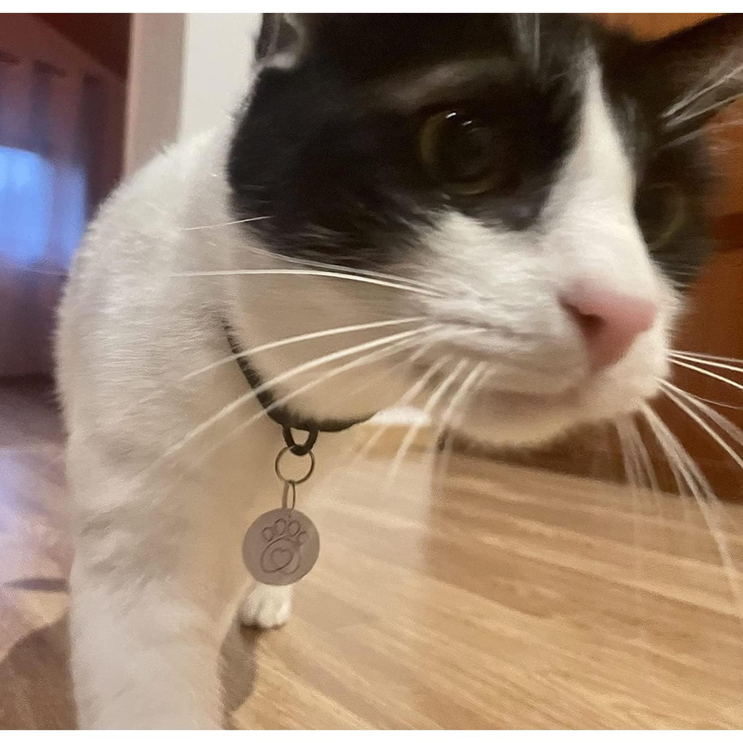 Etiquetas RFID para Collar SureFlap - Paquete de 2