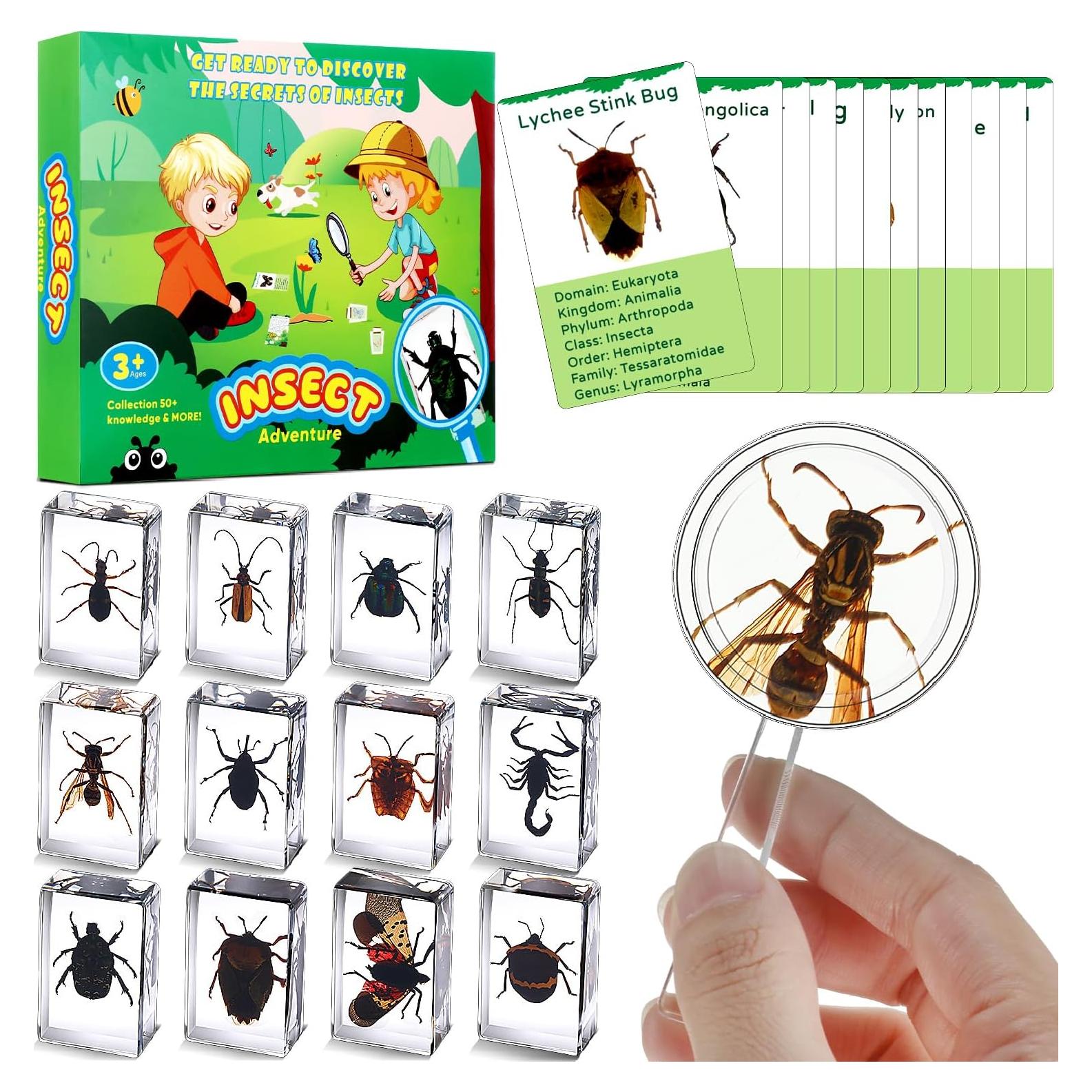 Colección de Insectos en Resina Briwooody con Lupa y Tarjetas