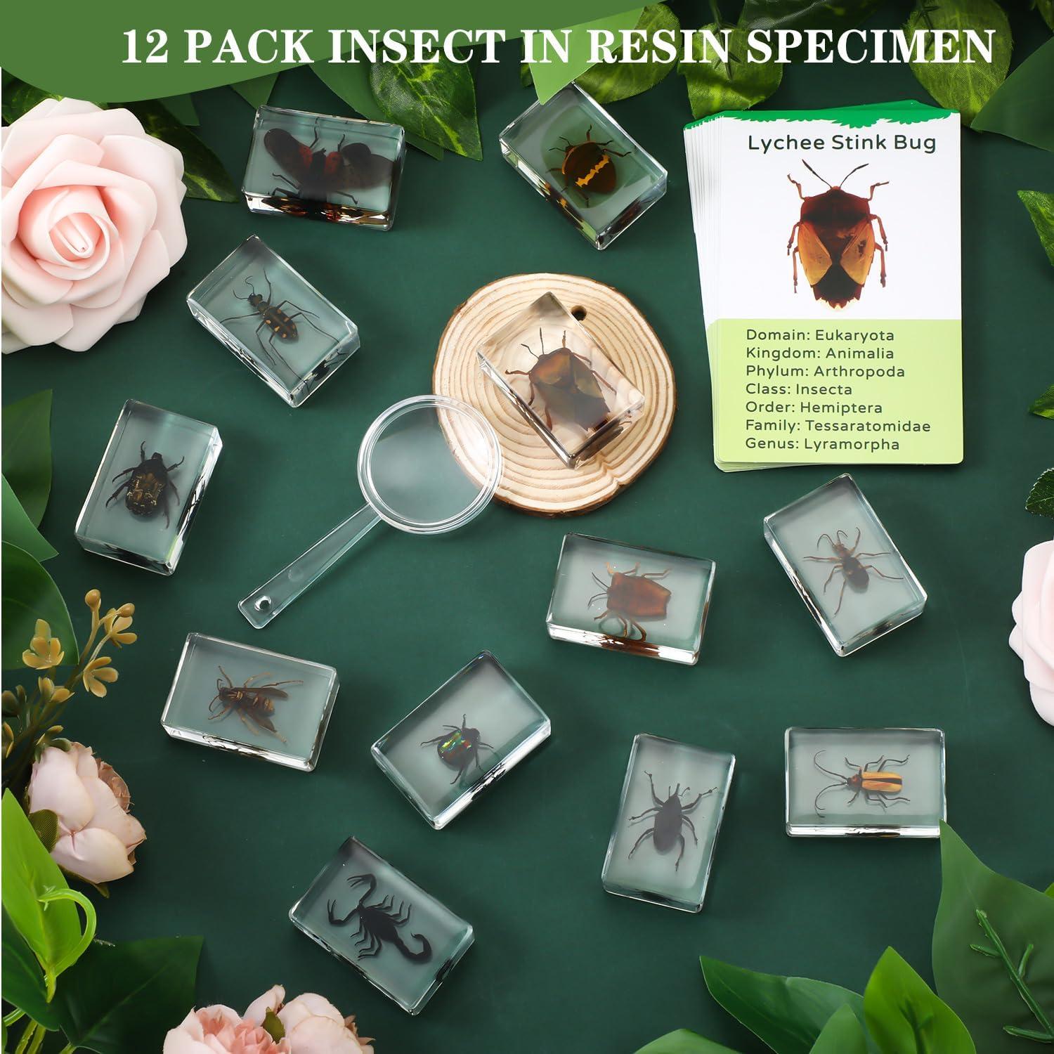 Colección de Insectos en Resina Briwooody con Lupa y Tarjetas