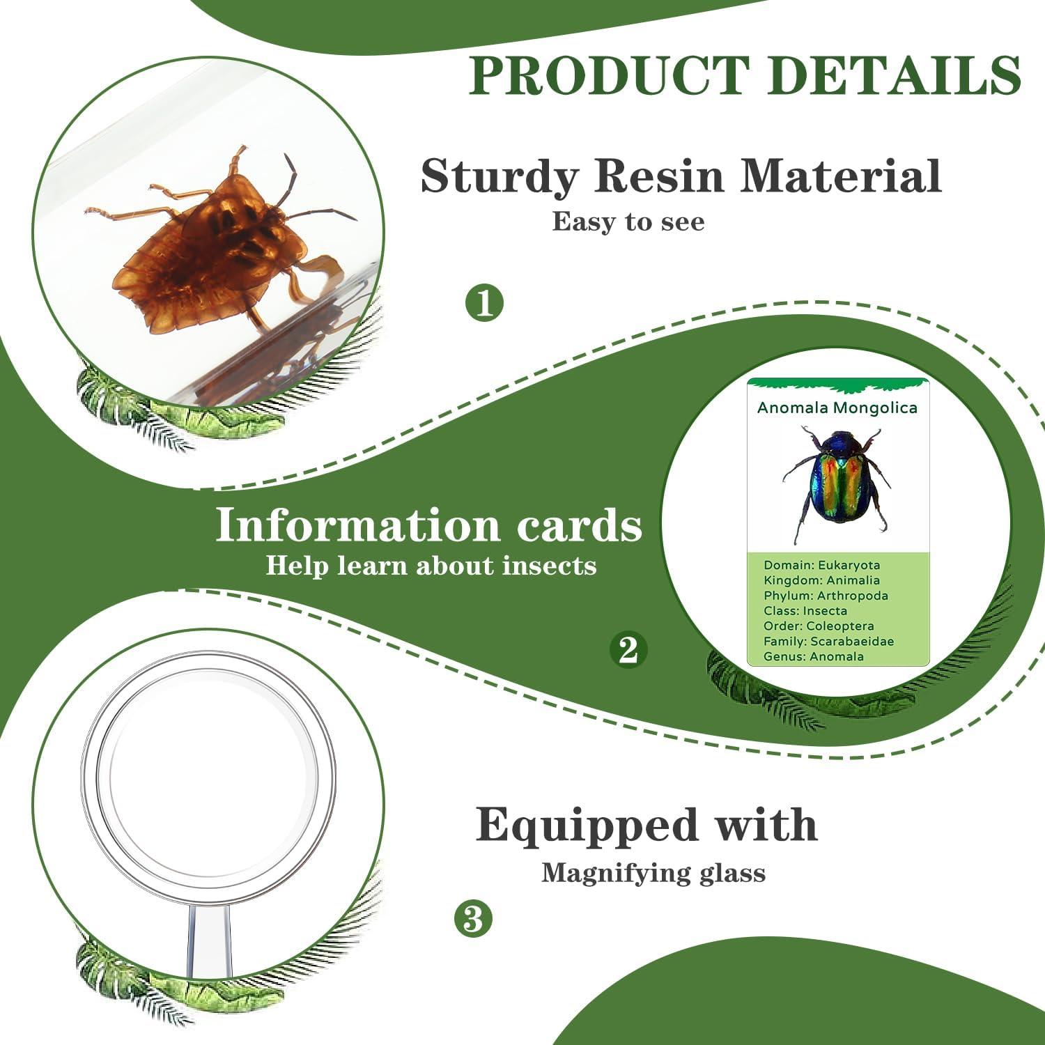Colección de Insectos en Resina Briwooody con Lupa y Tarjetas