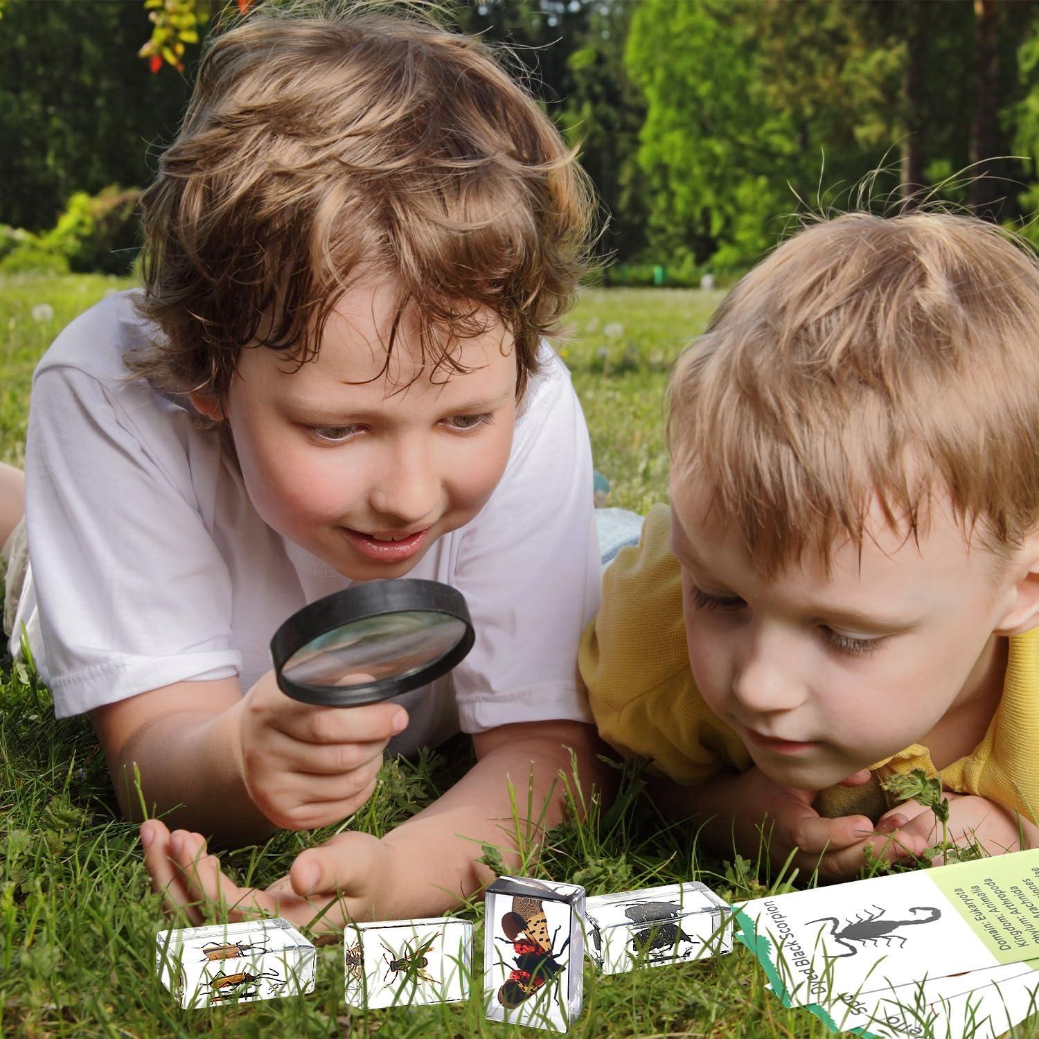 Colección de Insectos en Resina Briwooody con Lupa y Tarjetas