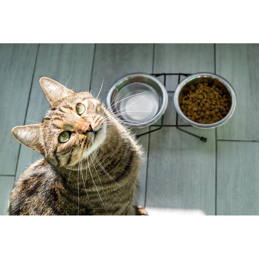 Comedero Doble Elevado Van Ness para Gatos y Perros Pequeños 480 ML