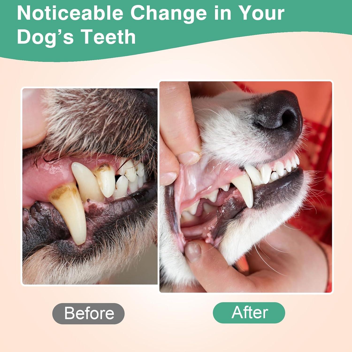 Polvo Dental Natural Koite 100g - Cuidado Oral para Perros y Gatos