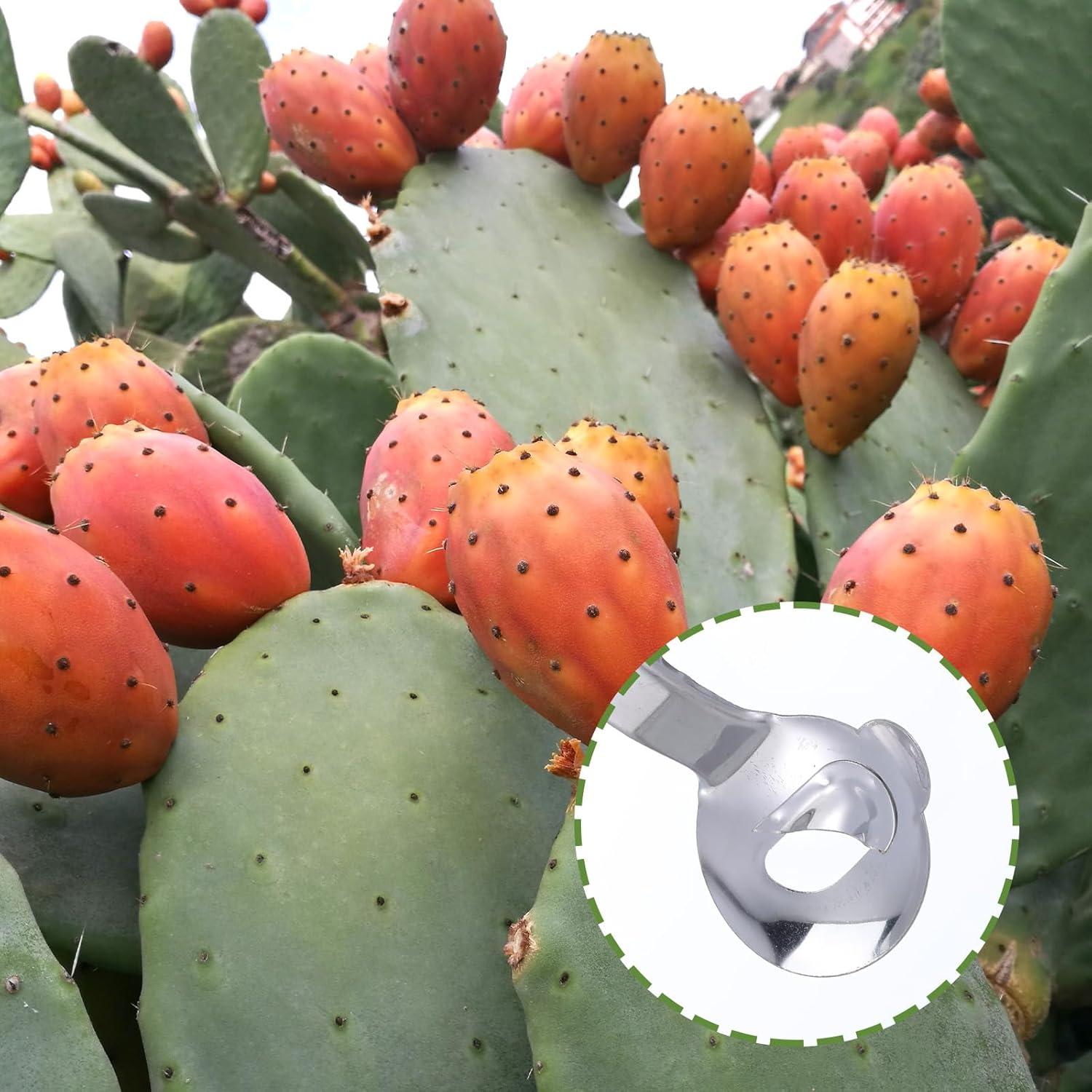 Paquete de 2 Cucharas Peladoras de Cactus IANFAN Acero Inoxidable