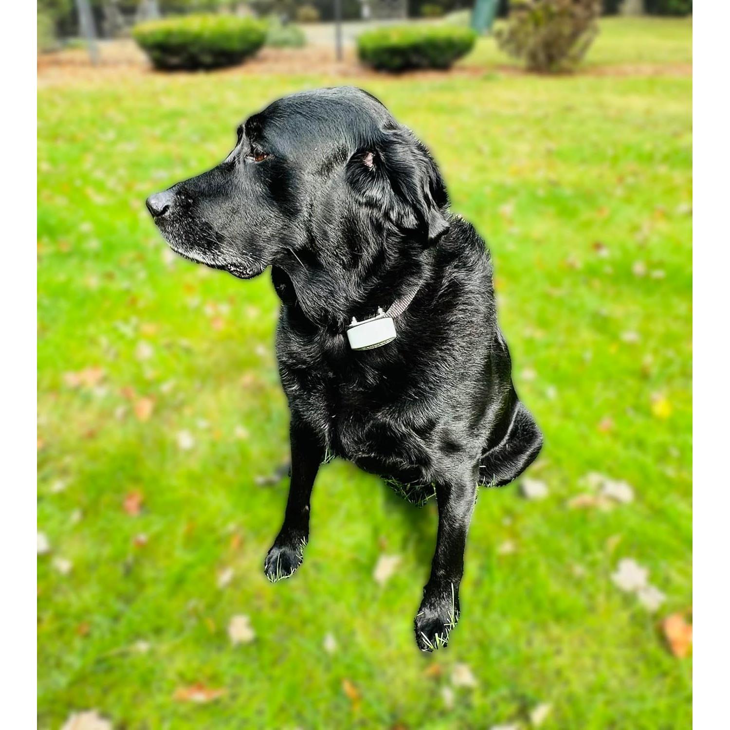 Batería de 6V Lithium BatteryPrice para Collares Pet Stop