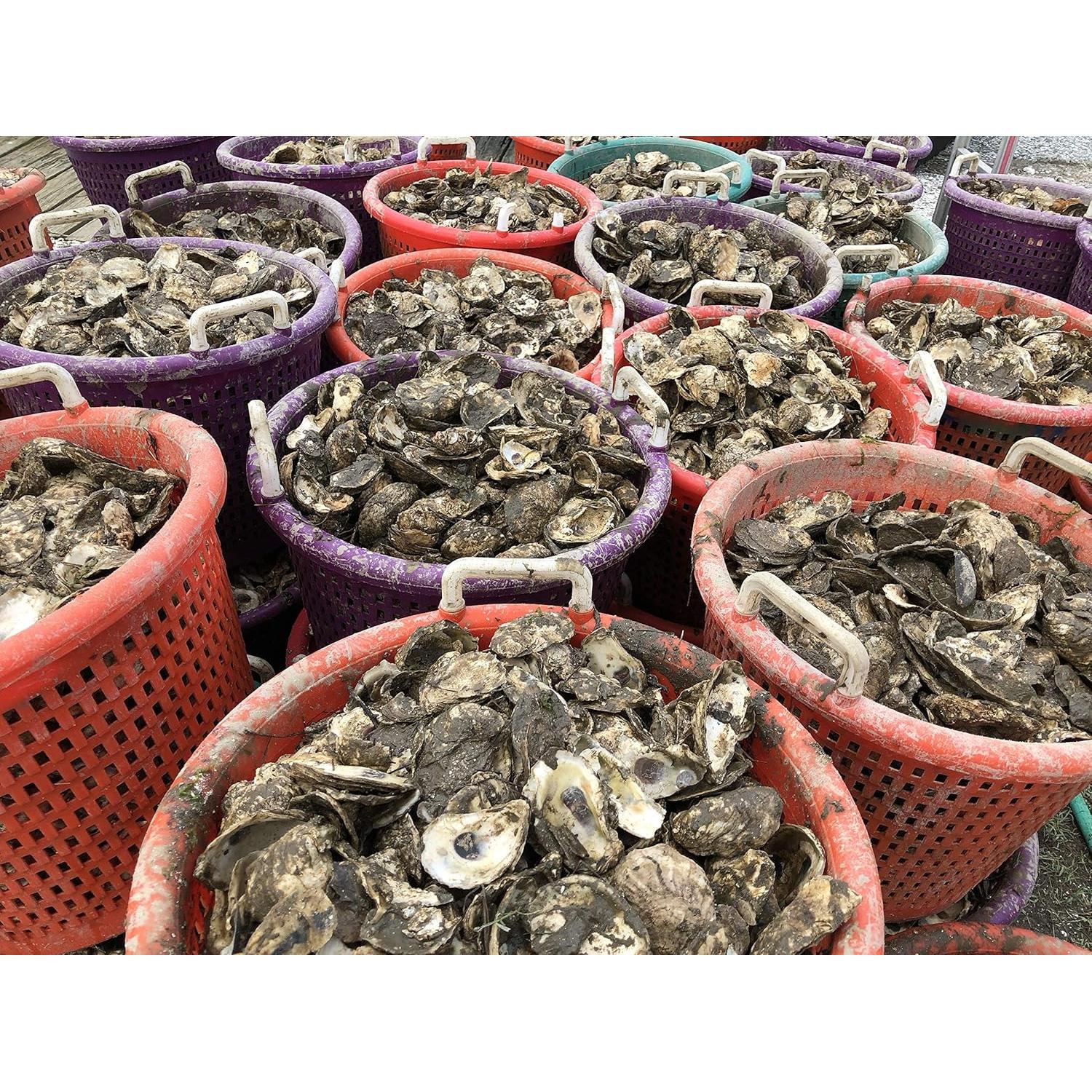 Cuchillo para abrir ostras Toadfish 1005 - Acero inoxidable, 8.89 cm