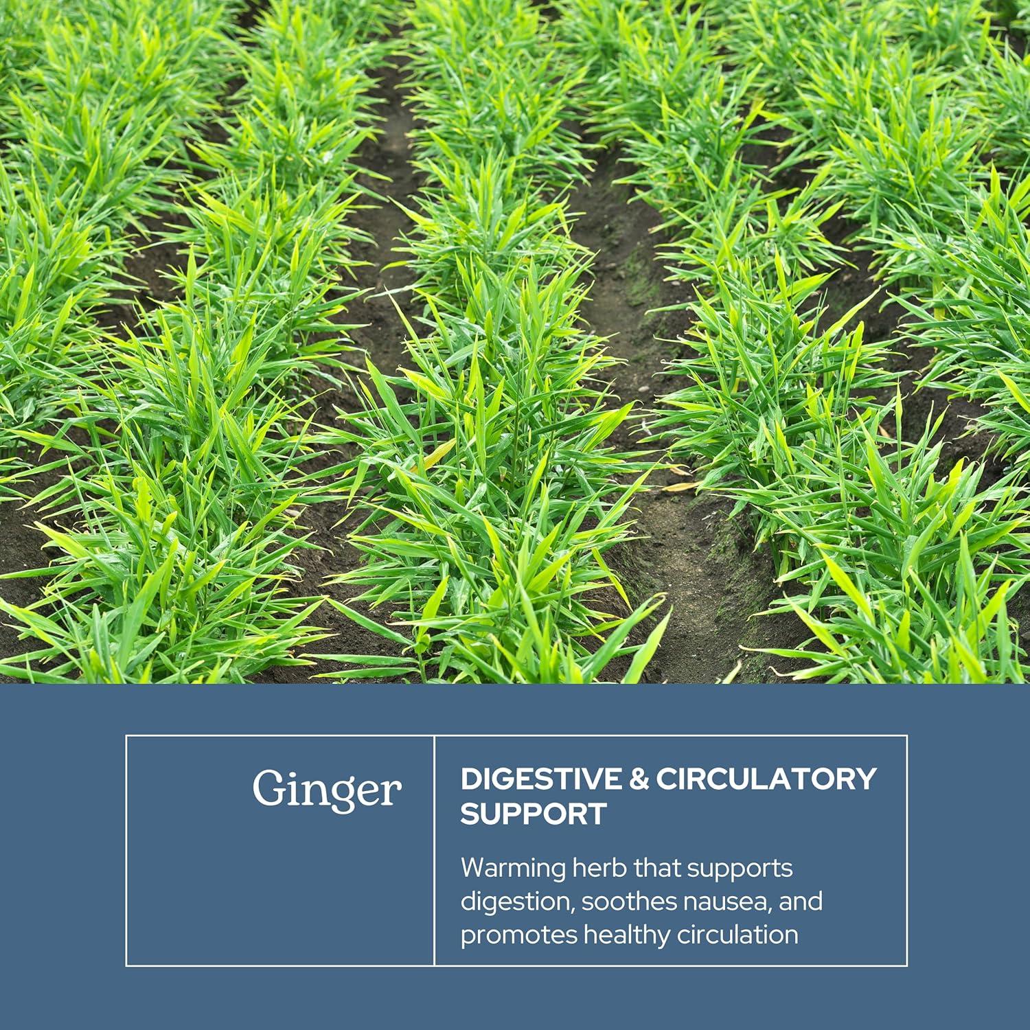 Jengibre Liofilizado Crudo Instituto Eclético 90 Cápsulas