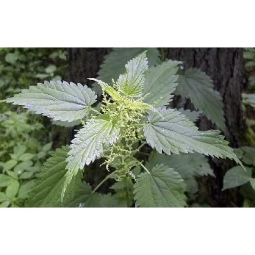 Raíz de Ortiga en Polvo Lost Empire Herbs 75g 10:1