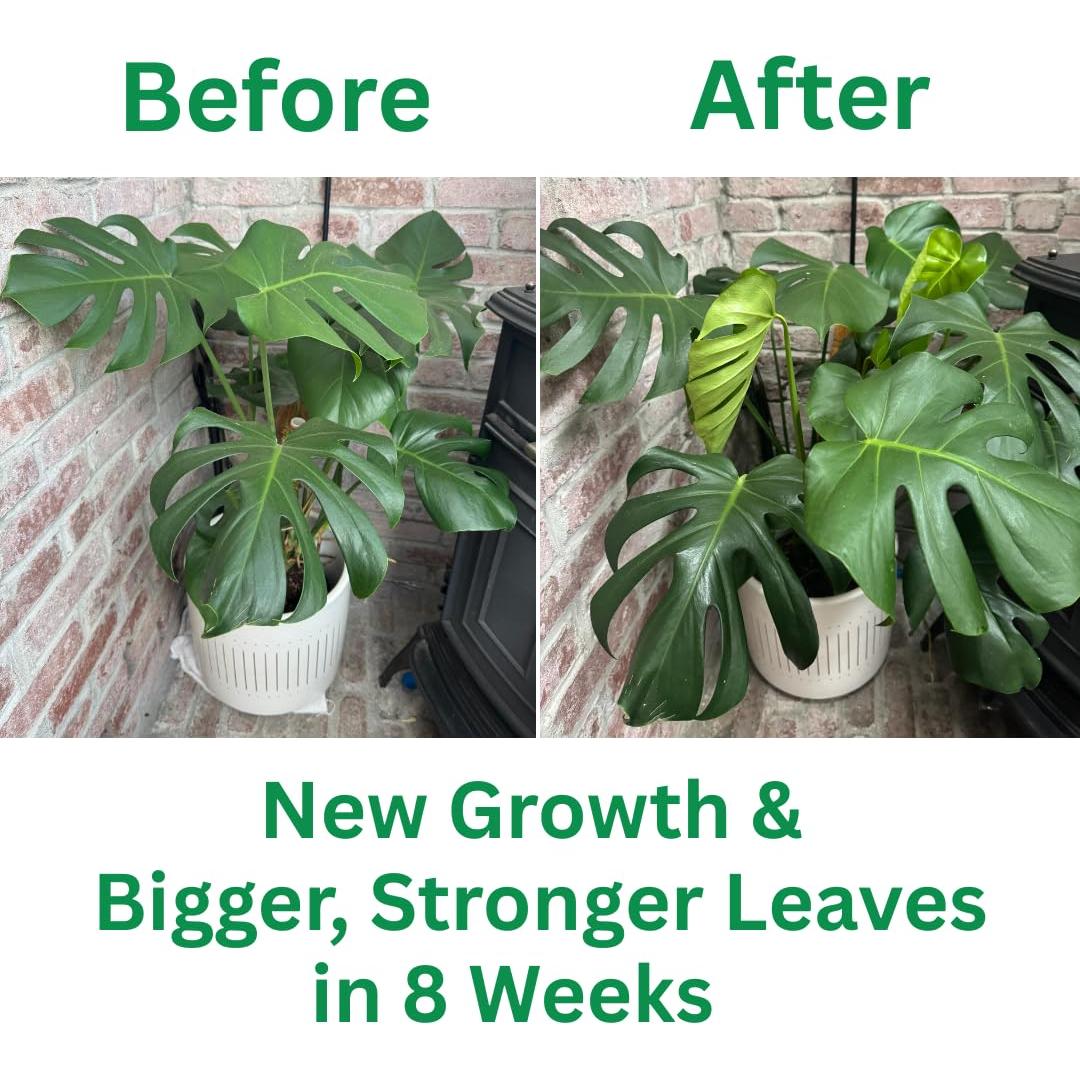 Suplemento Silica Strength 236.6 ml - Fortalece Plantas de Interior