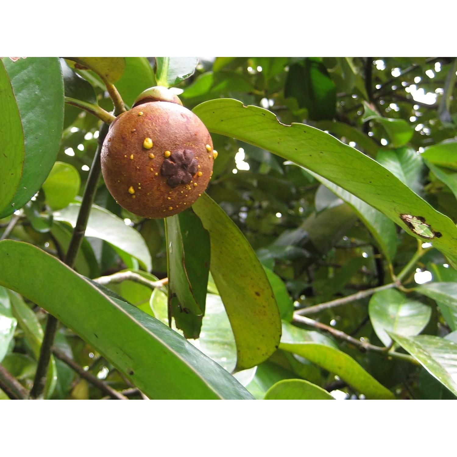 Polvo de Mangostán 100% Royal Tropics 351g Suplemento Nutricional