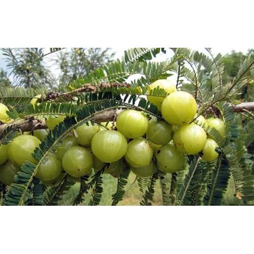 Cápsulas de Amla y Cúrcuma Dr. Gumman 120 Unidades