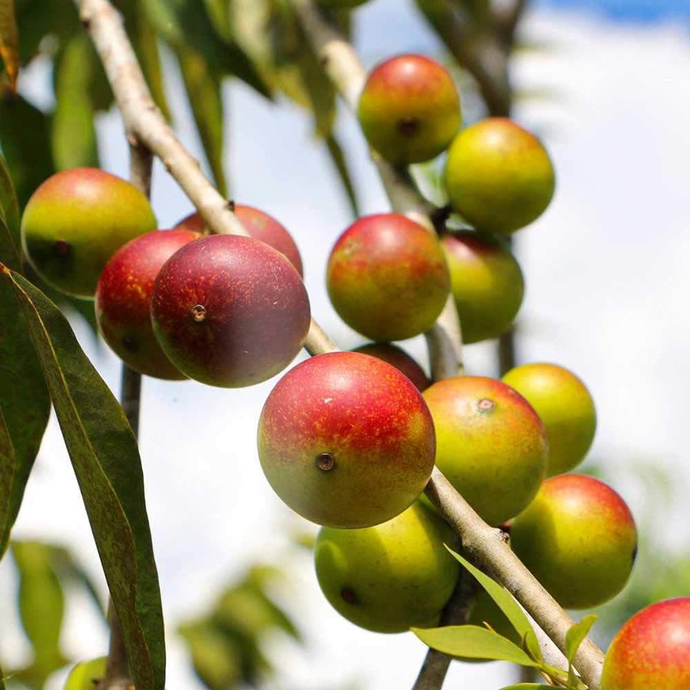 Polvo de Fruta Camu Camu Amazon Andes - 215g - Rico en Vitamina C