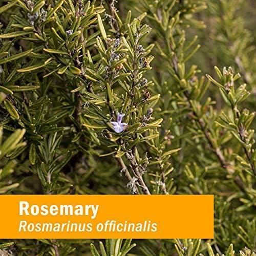 Extracto Líquido de Romero Orgánico Herb Pharm 118ml