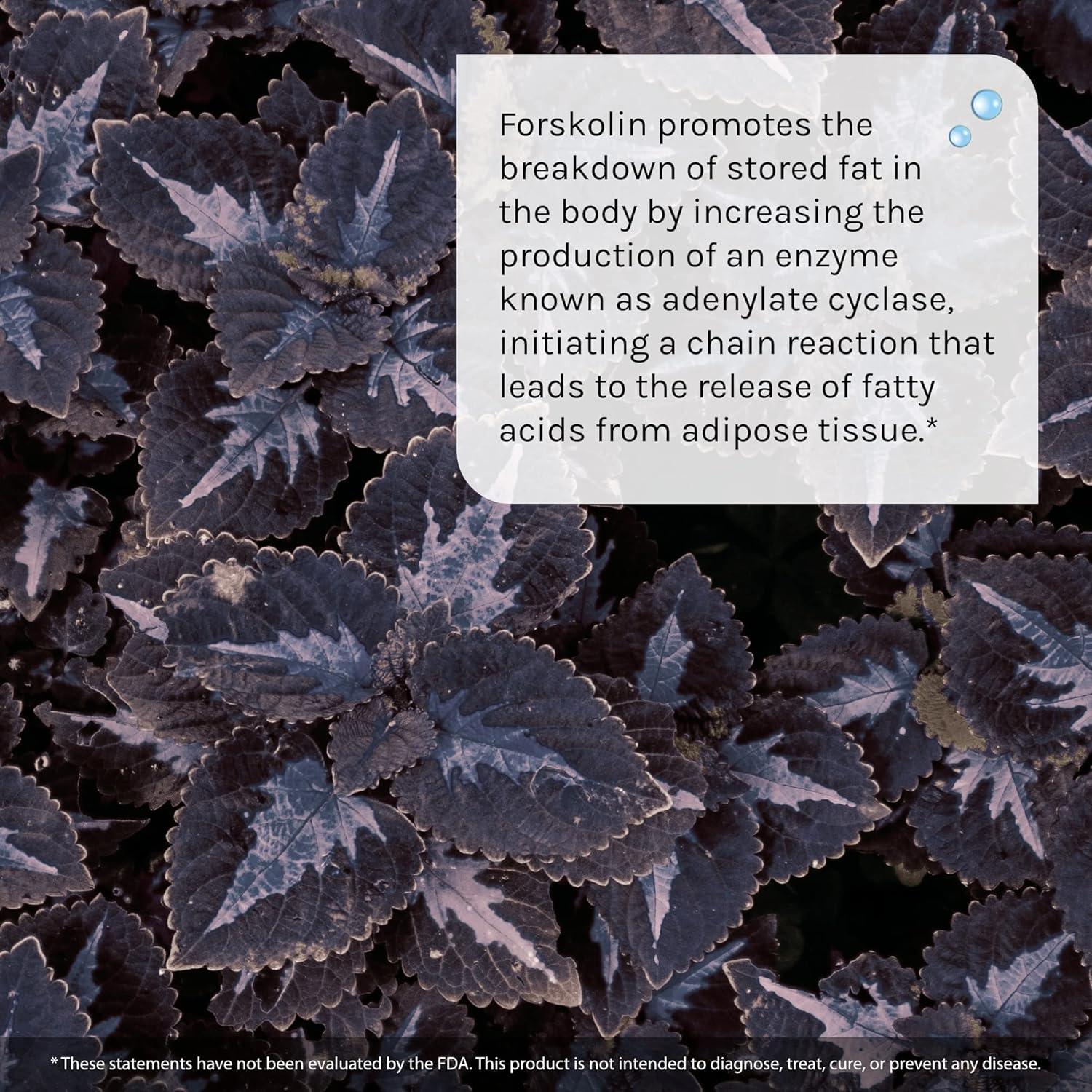 Suplemento de Pérdida de Grasa Irwin Naturals Forskolin 60 Cápsulas