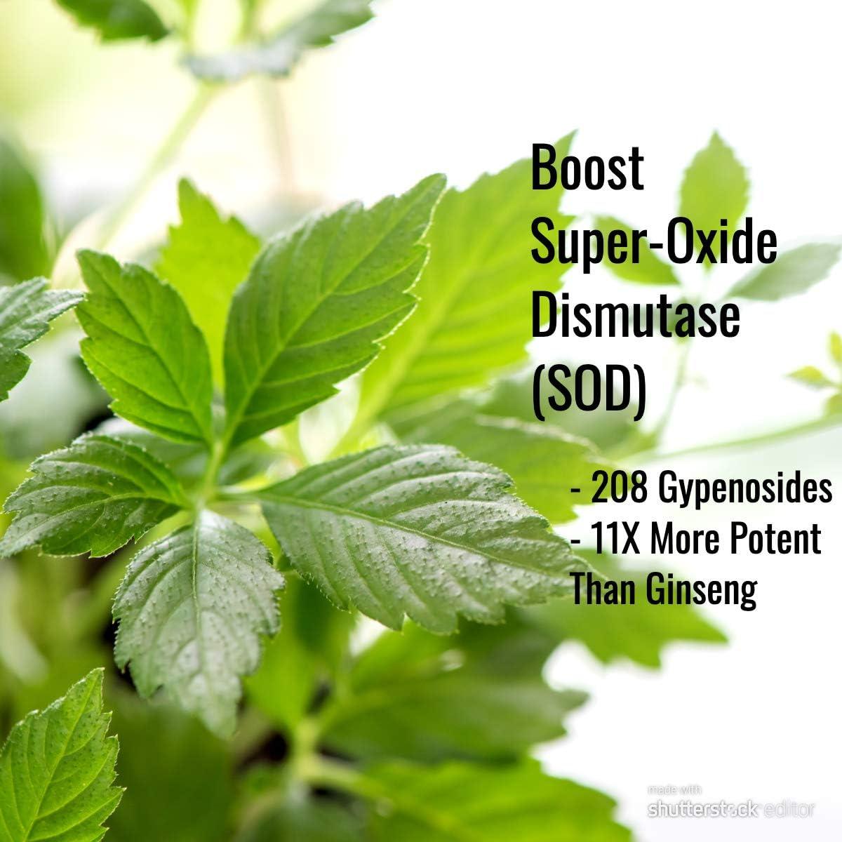 Cápsulas de Gynostemma Immortalitea 500mg - Suplemento Natural