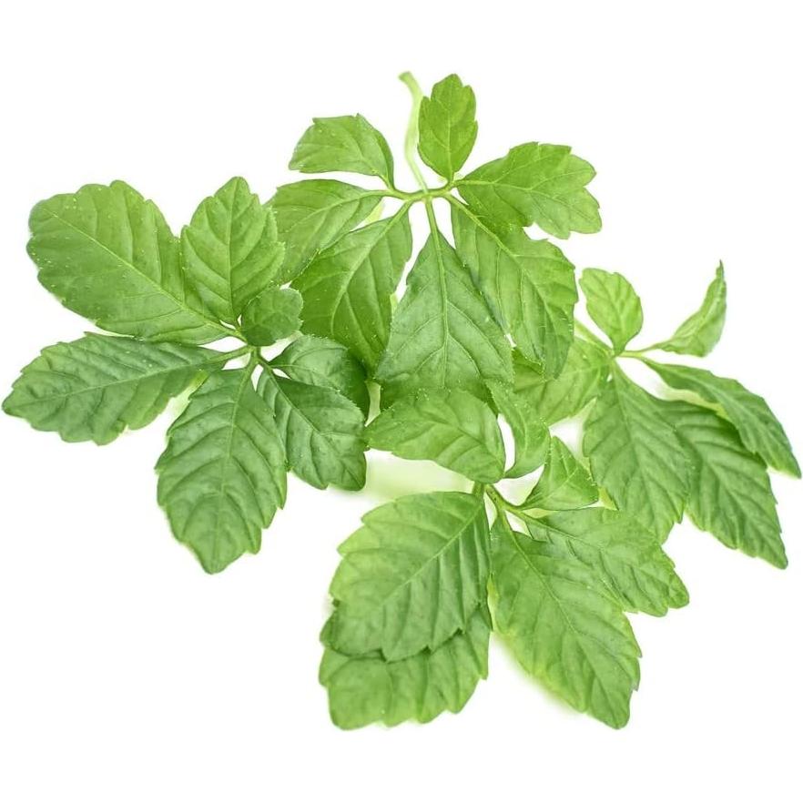 Polvo de Gynostemma Adaptógeno Puro Addictive Wellness 59g