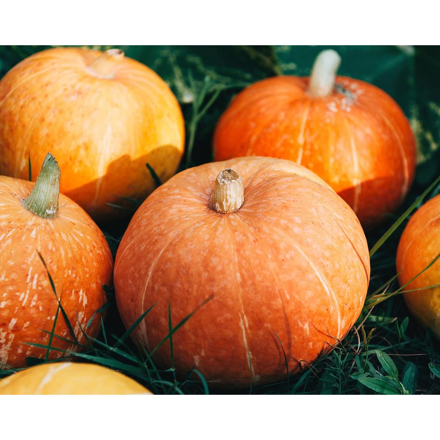 Polvo de Proteína de Semillas de Calabaza Orgánicas Food to Live 450g