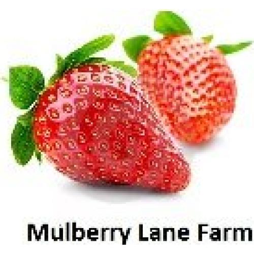 Salvado de Avena Orgánico 2268g Mulberry Lane - Alto en Fibra