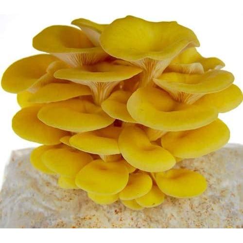 Cultivo de Seta Ostra Amarilla Dorada Liquid Fungi - Jeringa 0.45 kg