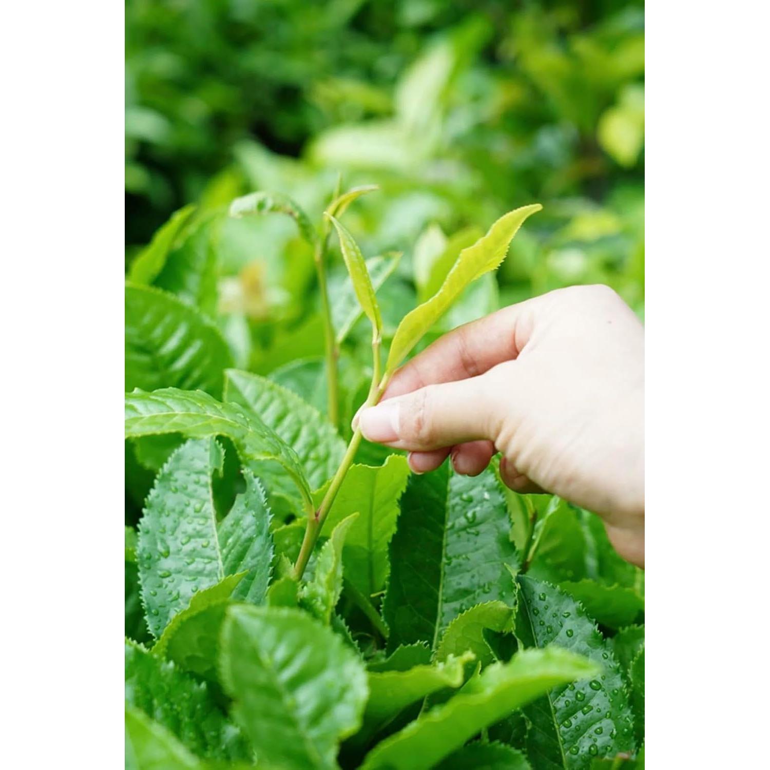 Té Blanco Orgánico HOYNISE Moonlight 50g - Sabor Suave