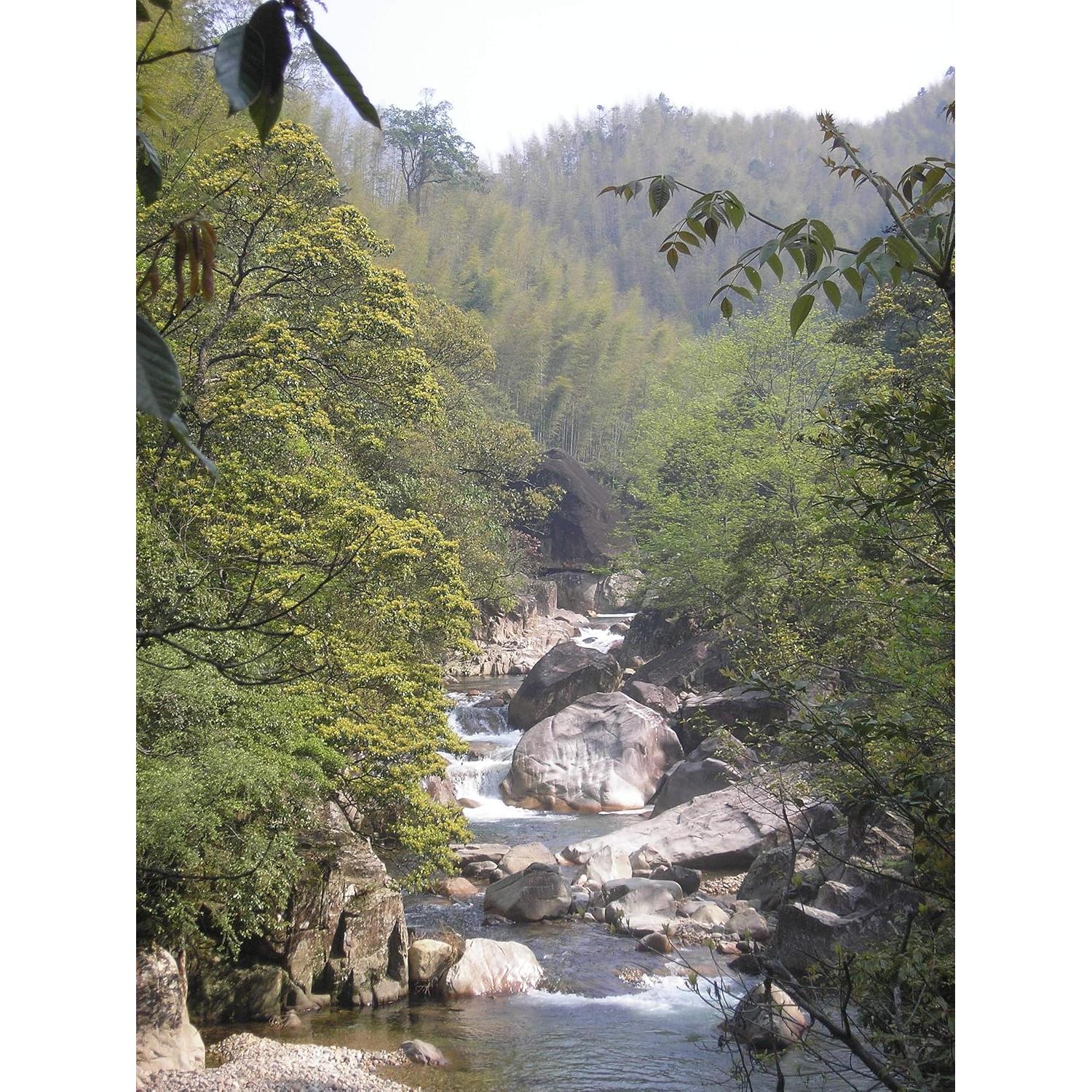 Té Oolong Dragón Negro El Tao del Té 99.22g Hoja Suelta