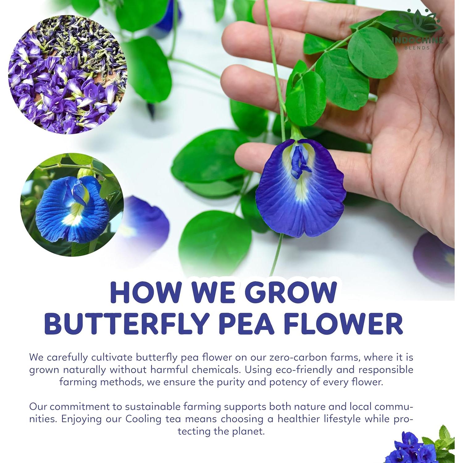 Té Herbal Refrescante Indochine Blends 125g - 50 Bolsitas Pirámide