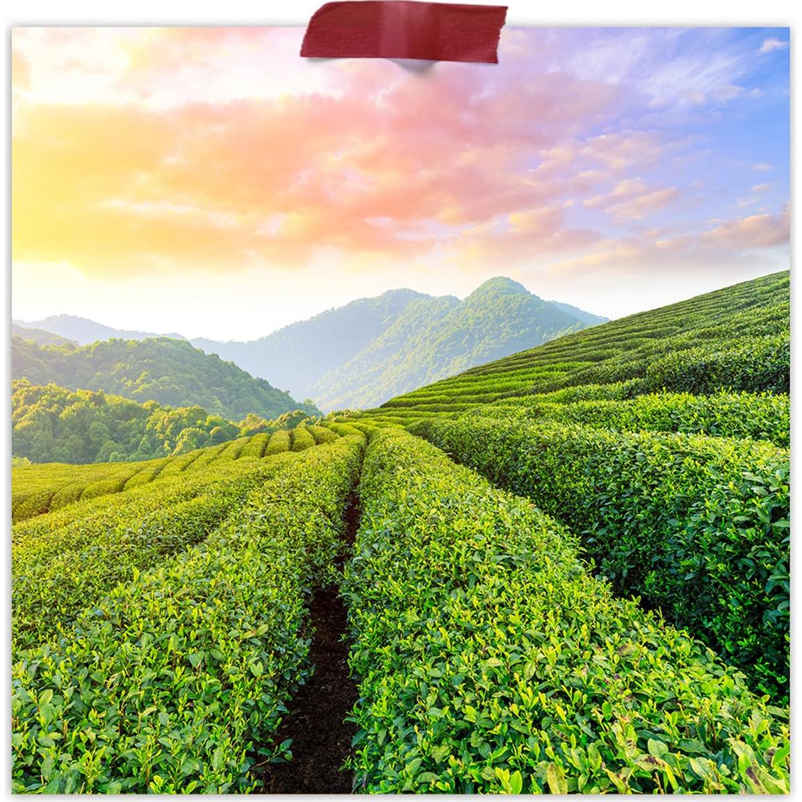 Té Guayusa Orgánico Fermentaholics 113.4 g - Hoja Suelta