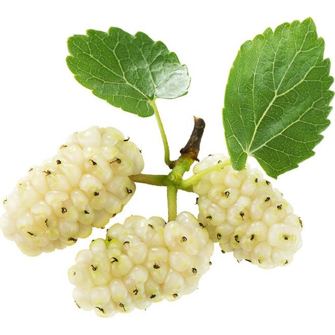 Hojas Secas de Morera Blanca Biokoma 50g Orgánicas USDA