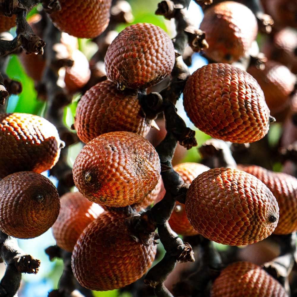 Aguaje con Maca Roja Energy Green - 120 Cápsulas 1000mg