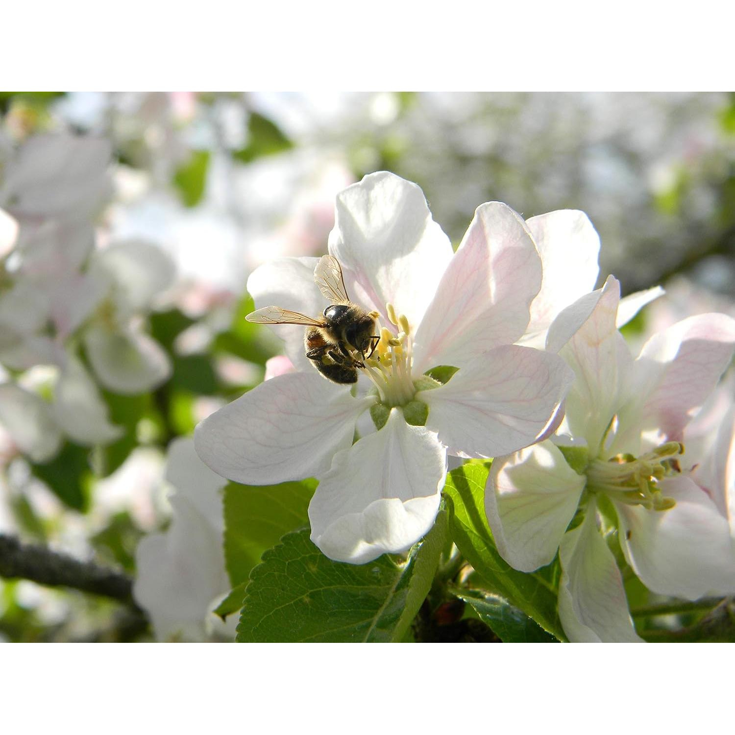 Pan de Abeja 100% Orgánico Fresco Perga Ambrosía 100g