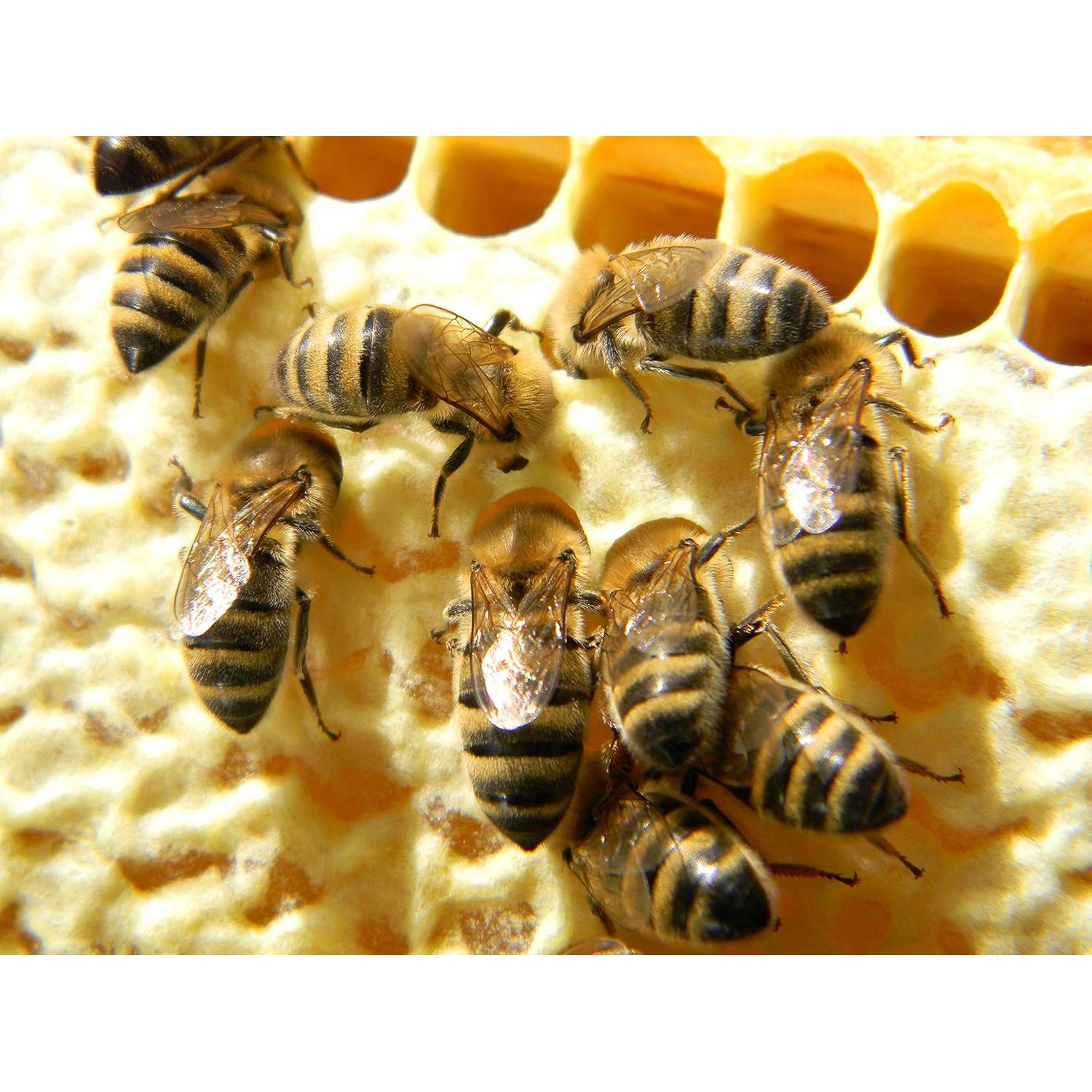 Pan de Abeja 100% Orgánico Fresco Perga Ambrosía 100g