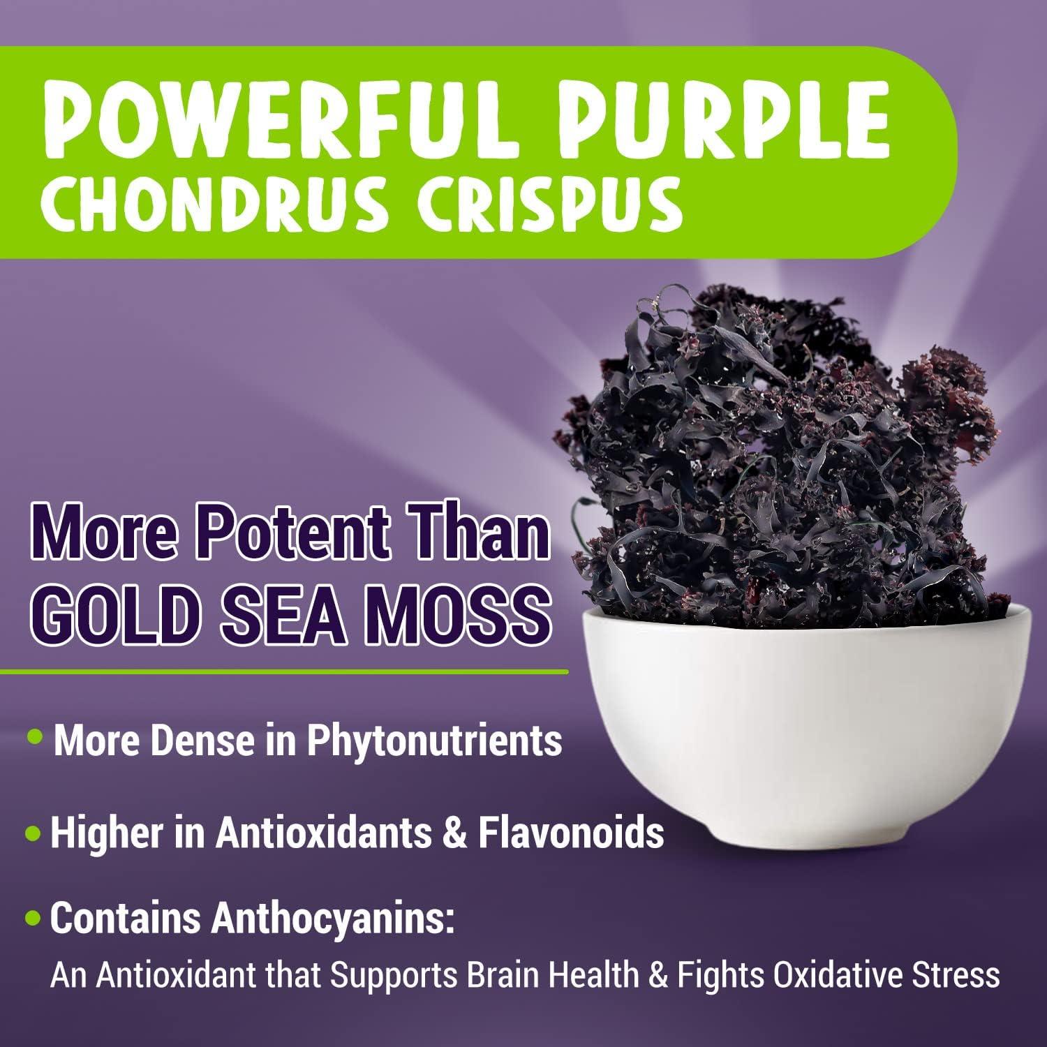 Cápsulas de Musgo Marino Púrpura MAJU 60 ct - Chondrus Crispus