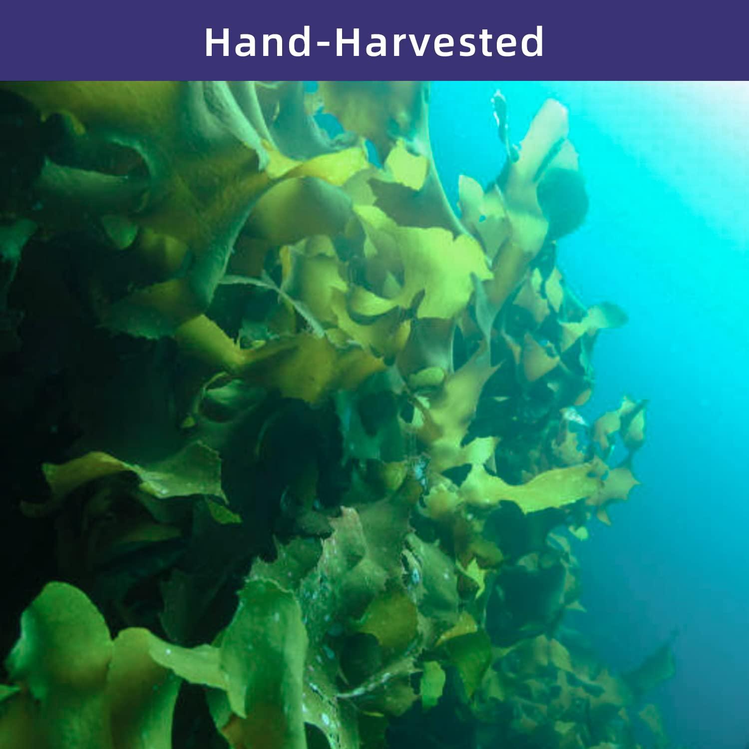 Alga Wakame YUHO 227g Seco Vegano para Sopa Miso