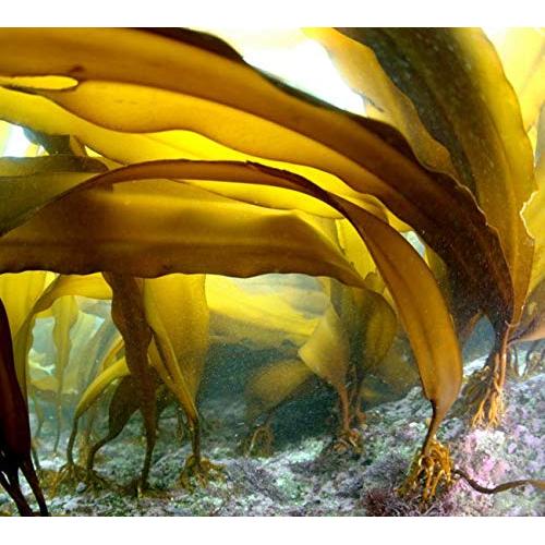 Kelp seco Hidaka Kombu 135g Fujiyahonten para caldo