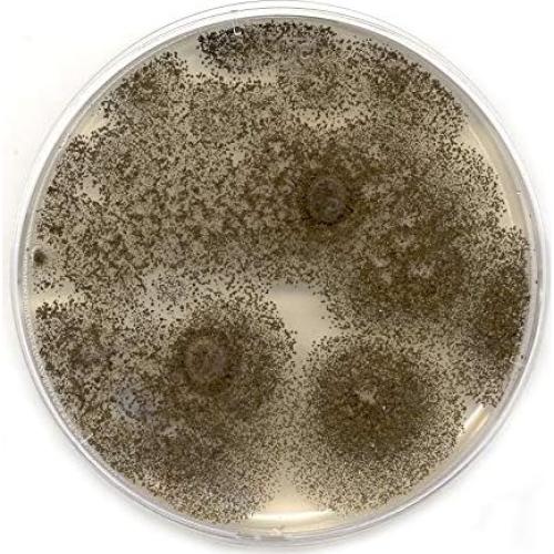 Placas de Agar de Extracto de Malta MEA EZ BioResearch - 10 Unidades