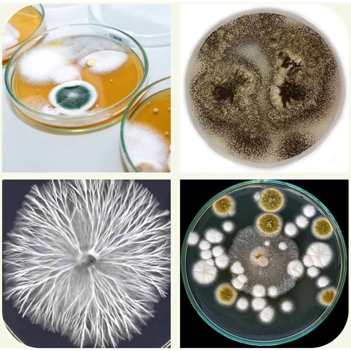 Placas de Agar de Dextrosa de Papa EZ BioResearch - 10 Unidades