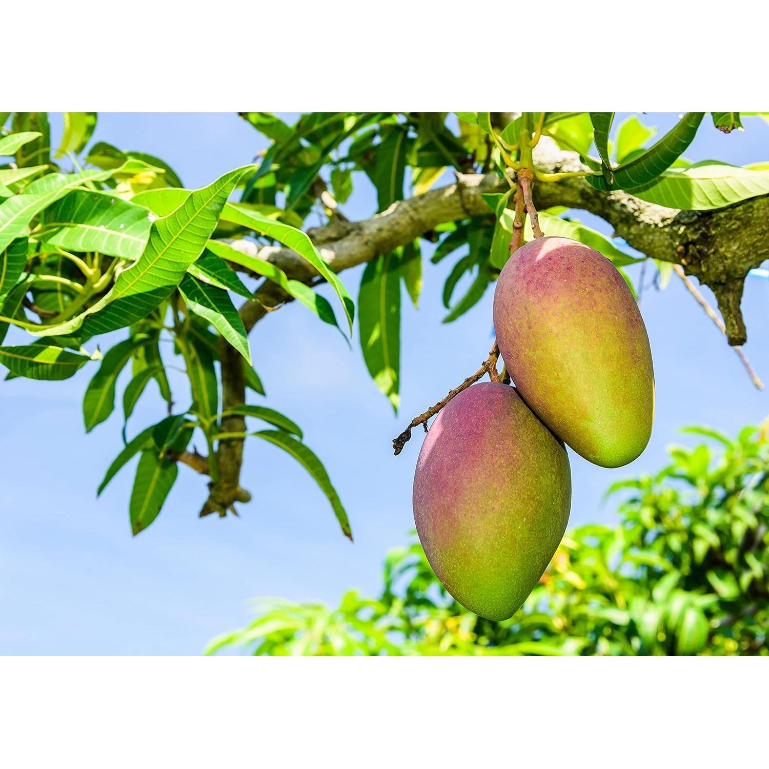 Polvo de Mango Food to Live 0.45 kg Vegano Sin Sulfitos