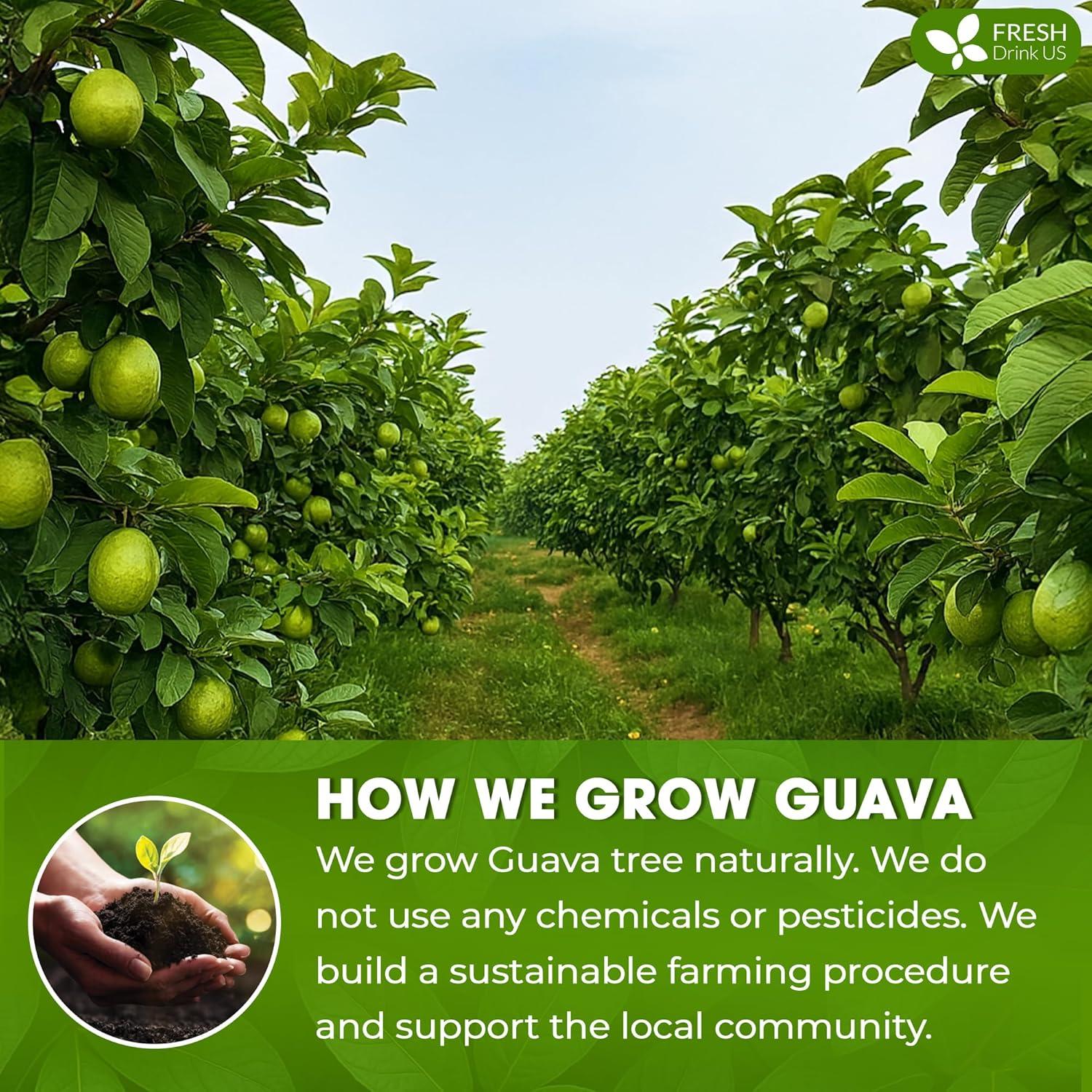 Polvo de Hoja de Guayaba FRESHDRINKUS 127g 100% Natural Sin Aditivos