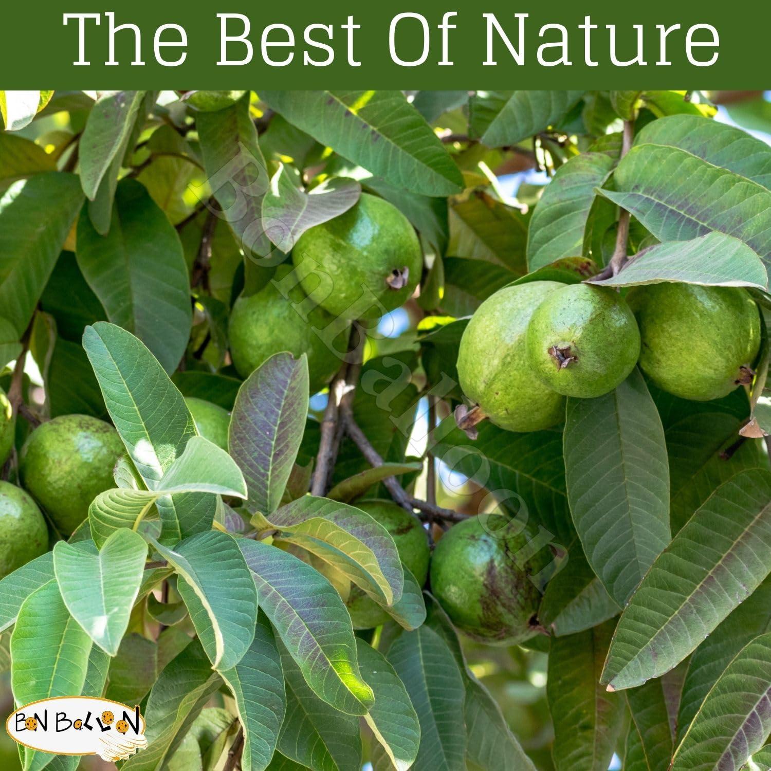 Extracto de Hojas de Guayaba Shana 19.84 g Natural Halal