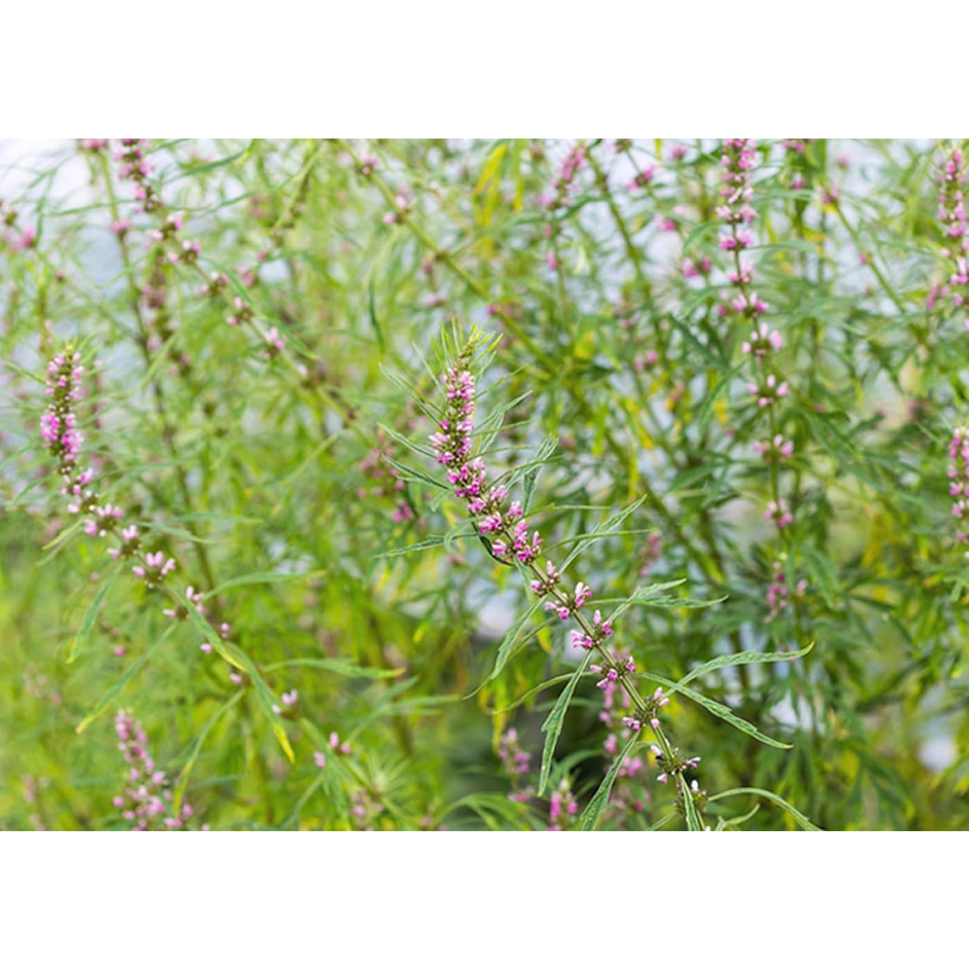 Extracto de Madre Selva Orgánico Puro 300g - Gránulos Herbales