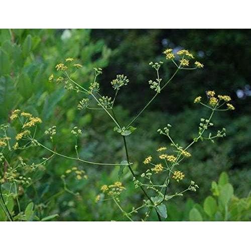 Extracto en polvo de raíz de Thorowax chino Hi-Q 100g - Bupleurum sinensis