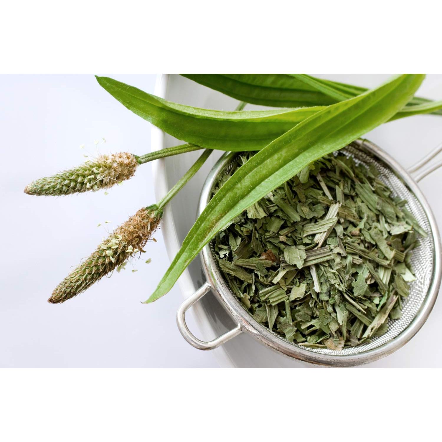 Té Herbal Hoja de Plátano Inglés Health Embassy 50g