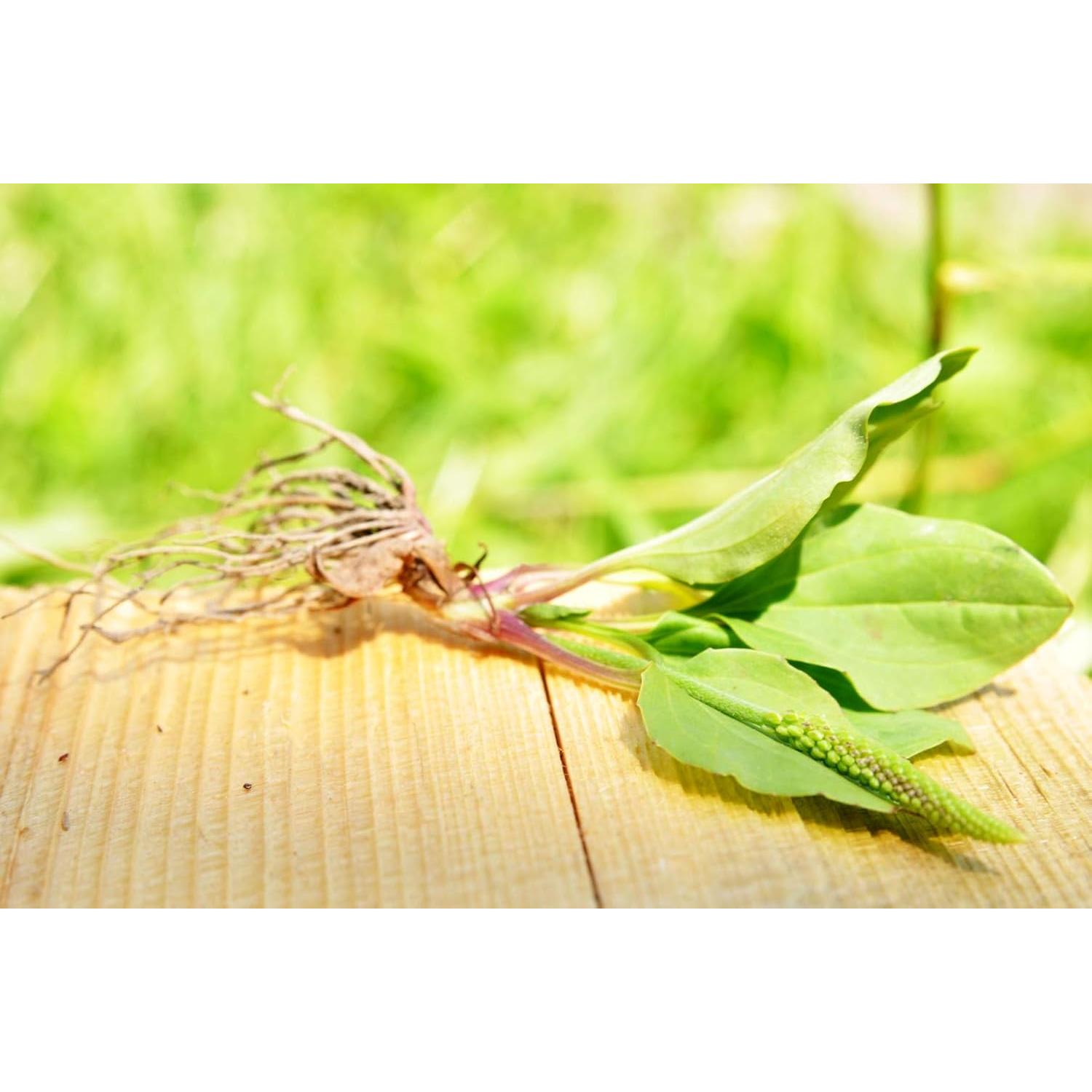 Té Herbal Hoja de Plátano Inglés Health Embassy 50g