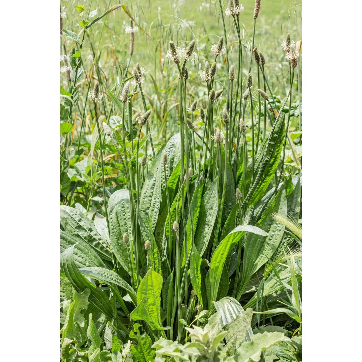 Té Herbal Hoja de Plátano Inglés Health Embassy 50g