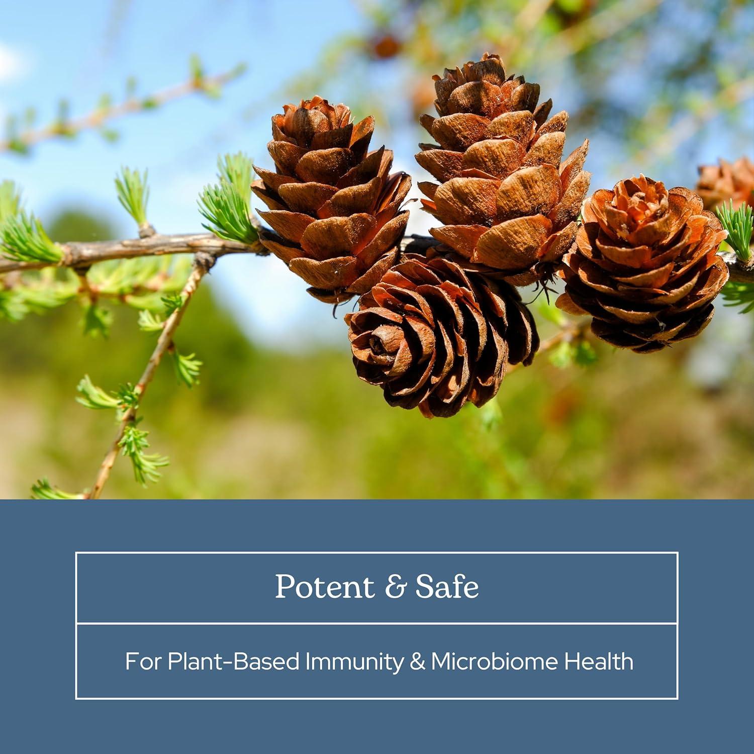 Polvo de Larix Eclectic Herb 85 g | Soporte Inmunidad y Salud Intestinal